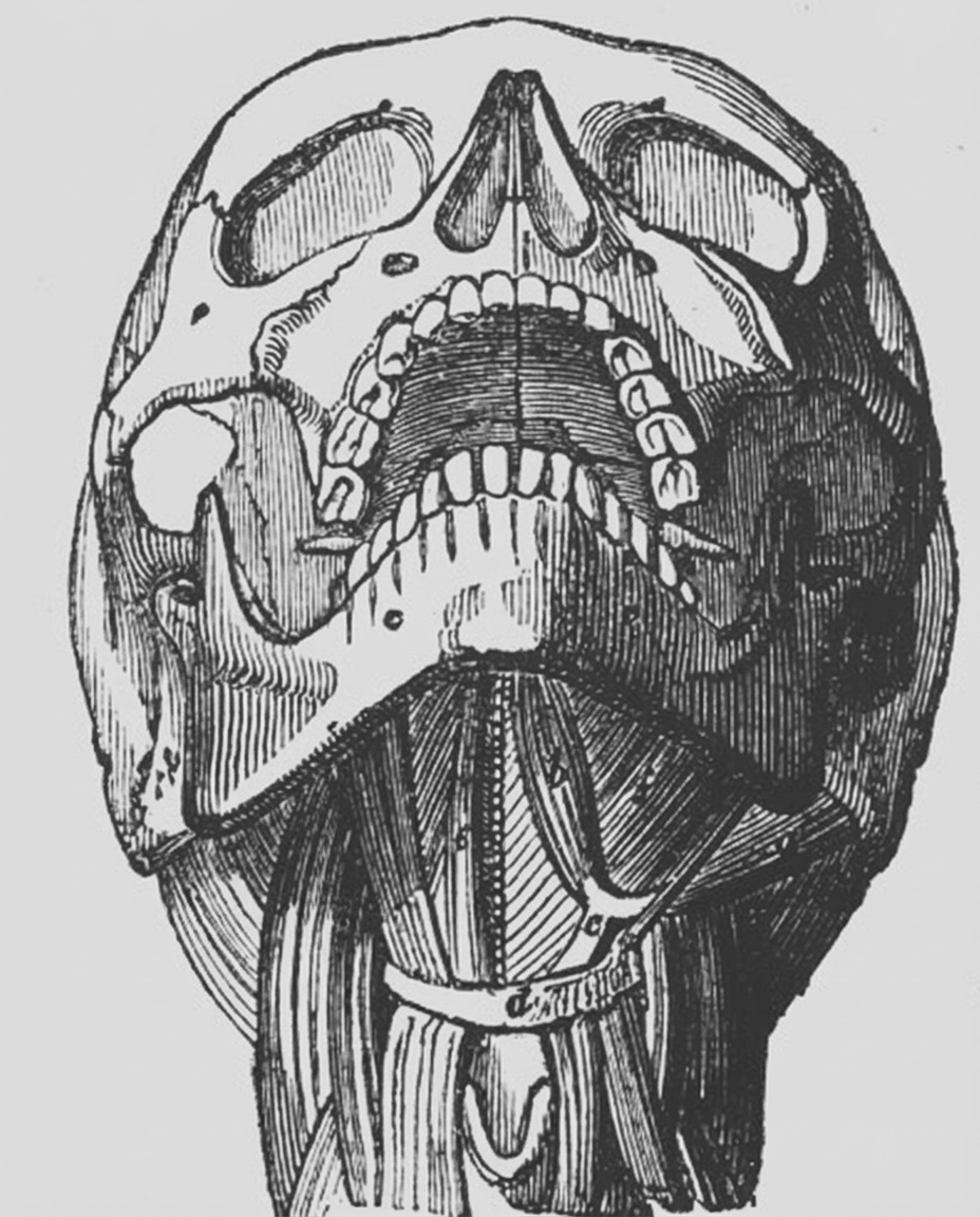 Black-and-white vintage illustration of dental and throat anatomy