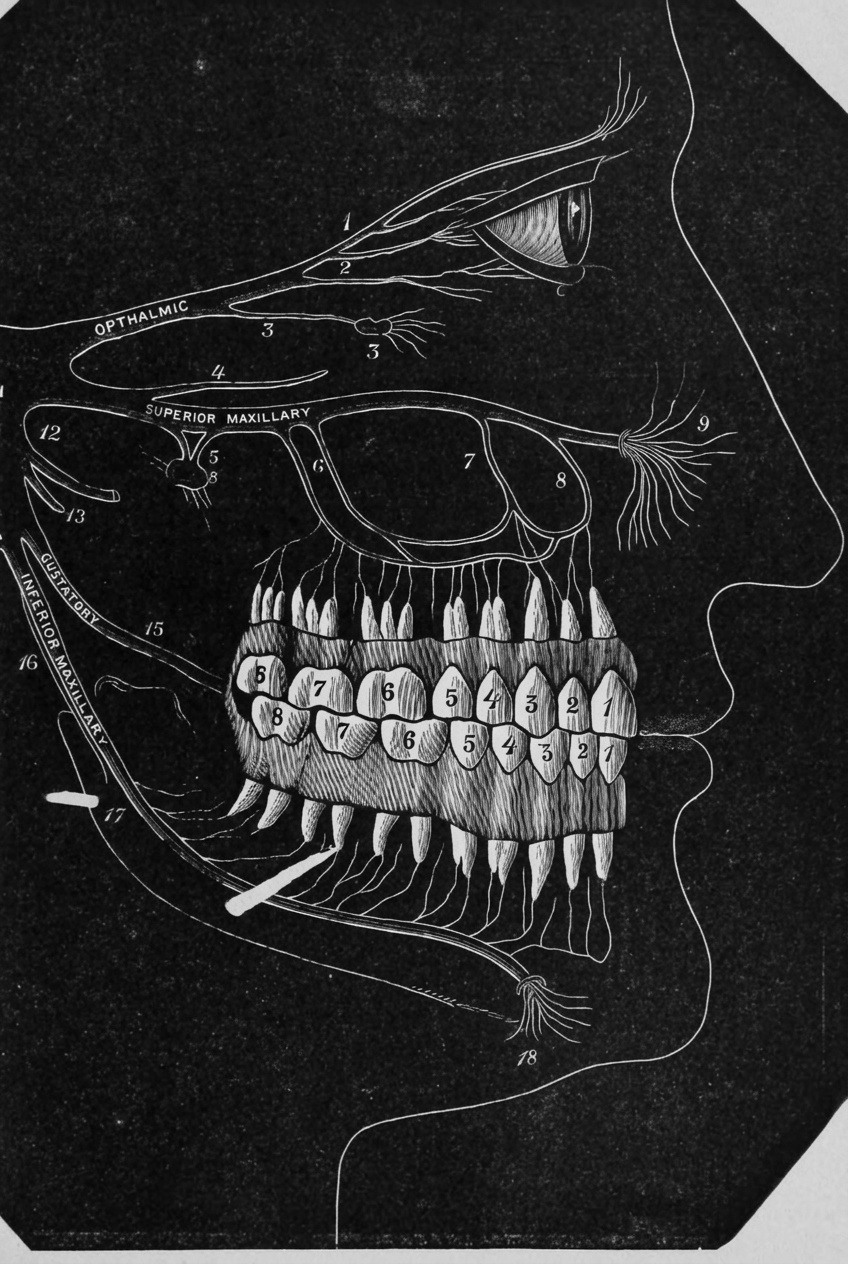 Black-and-white vintage illustration of facial nerves and teeth